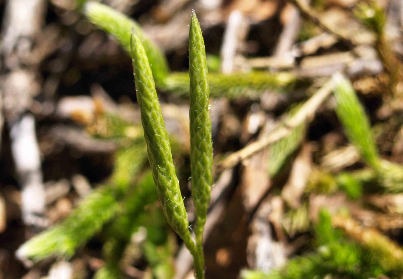 Clubmoss, Stagshorn flower